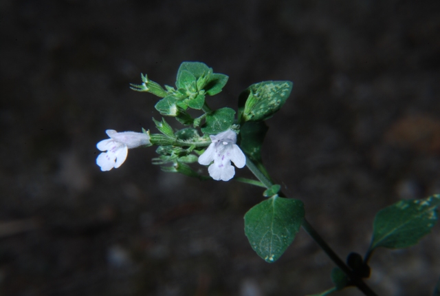 Calamintha nepeta